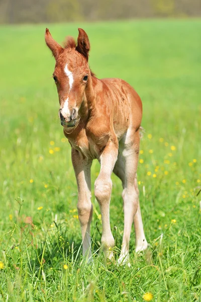 Cute little foal — Stock Photo, Image