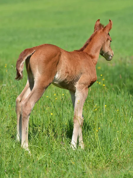 Cute little foal — Stock Photo, Image