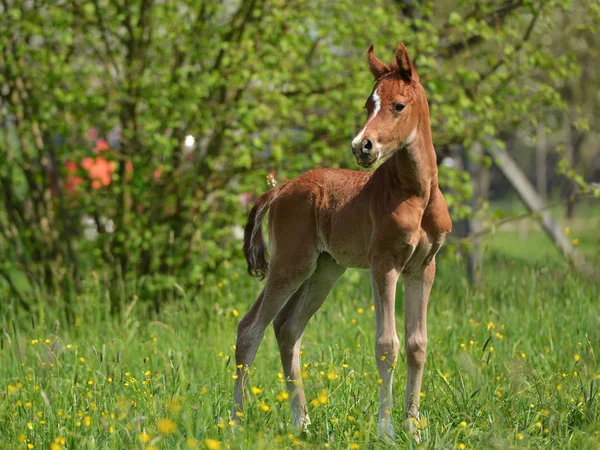 Schattige kleine veulen — Stockfoto