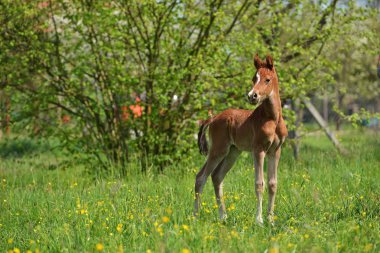 sevimli küçük yavru