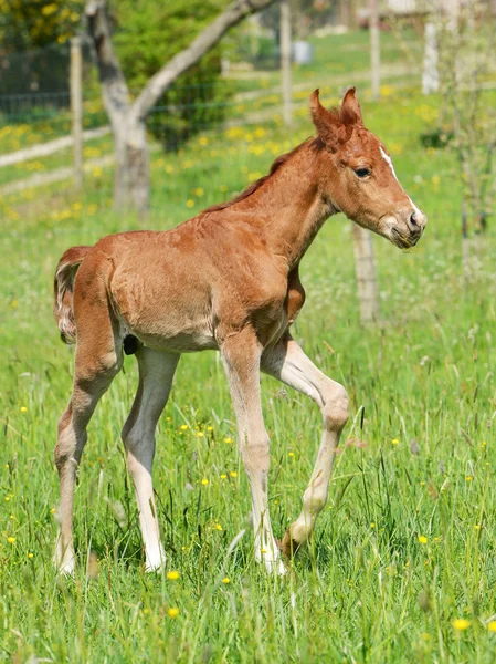 Cute little foal — Stock Photo, Image