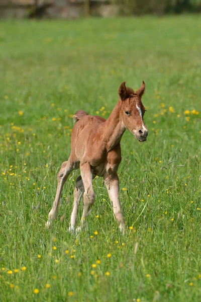 Niedliches kleines Fohlen — Stockfoto