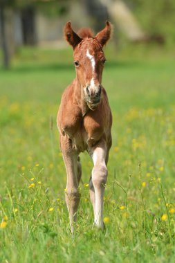 sevimli küçük yavru