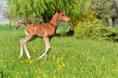 sevimli küçük yavru