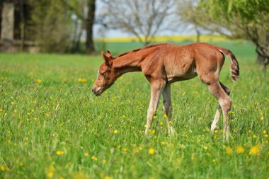 sevimli küçük yavru