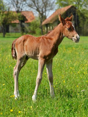 sevimli küçük yavru