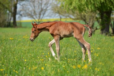 sevimli küçük yavru