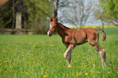 sevimli küçük yavru