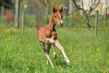 sevimli küçük yavru
