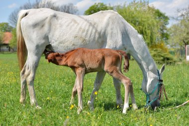 Mare ile yeşil çayır bebek ata