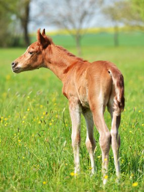 sevimli küçük yavru