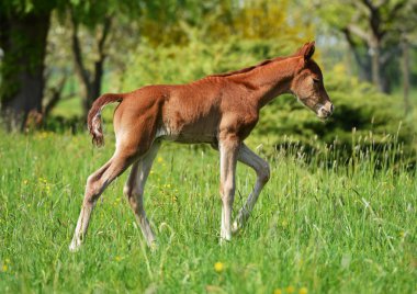 sevimli küçük yavru