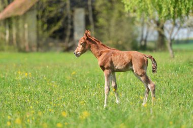 sevimli küçük yavru