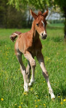 sevimli küçük yavru