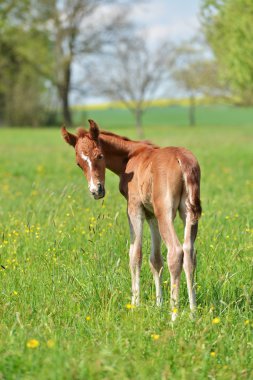 sevimli küçük yavru