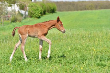 sevimli küçük yavru