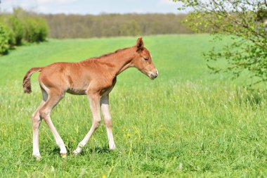 sevimli küçük yavru