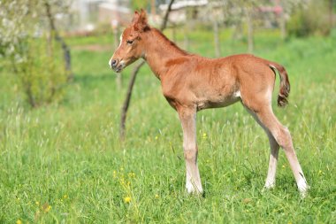 sevimli küçük yavru