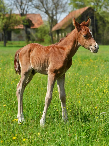 Schattige kleine veulen — Stockfoto