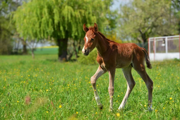 Schattige kleine veulen — Stockfoto