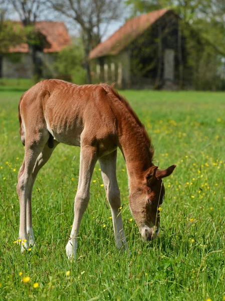 Niedliches kleines Fohlen — Stockfoto