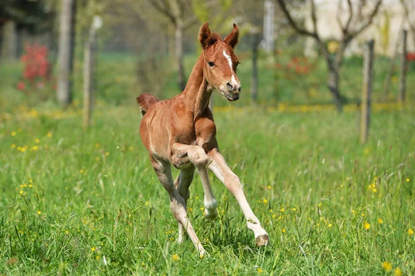 Niedliches kleines Fohlen — Stockfoto