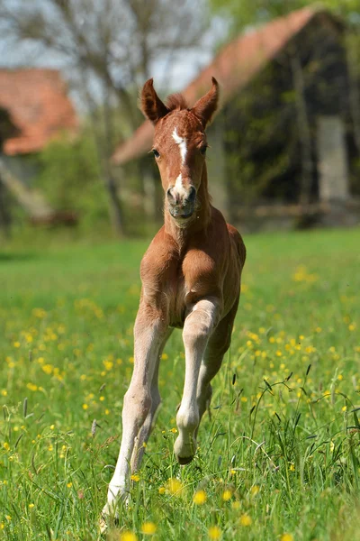 Niedliches kleines Fohlen — Stockfoto