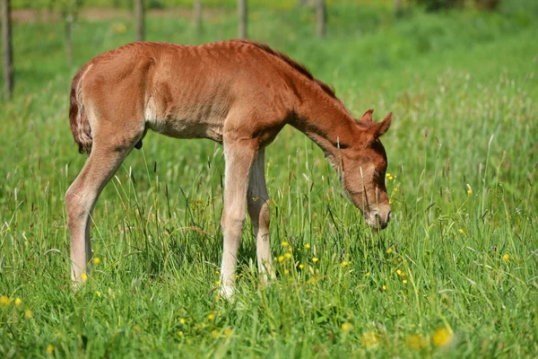 Cute little foal — Stock Photo, Image