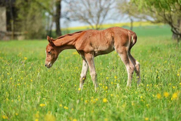 Schattige kleine veulen — Stockfoto