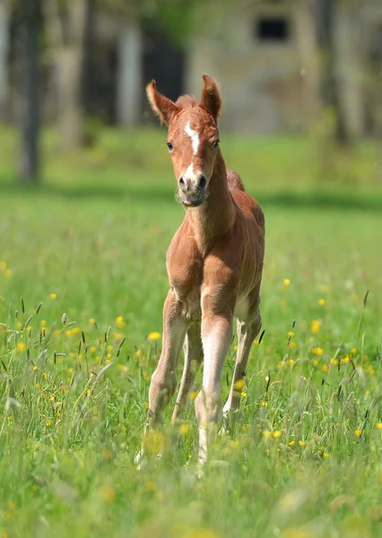 Niedliches kleines Fohlen — Stockfoto