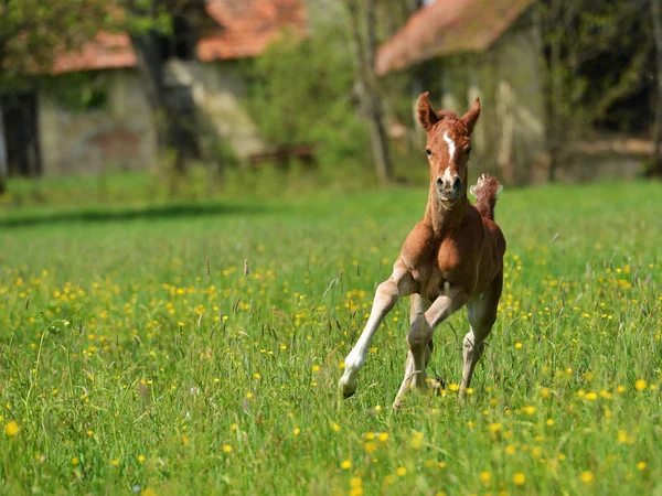 かわいい小さな子馬 — ストック写真