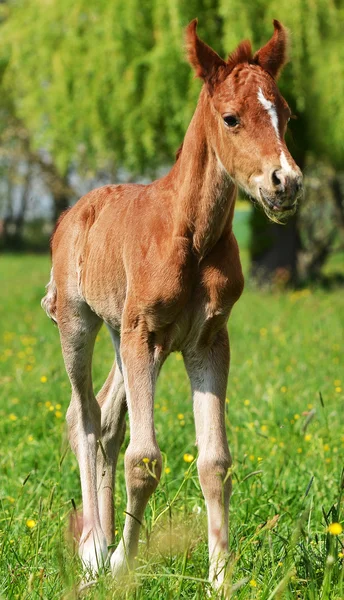 Cute little foal — Stock Photo, Image