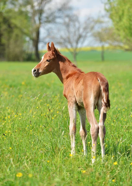 sevimli küçük yavru