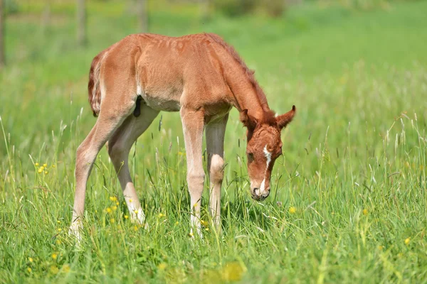 Cute little foal — Stock Photo, Image