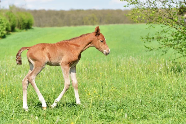 sevimli küçük yavru