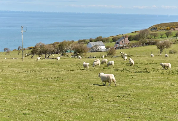 Sheep grazing on green meadow — Stock Photo, Image