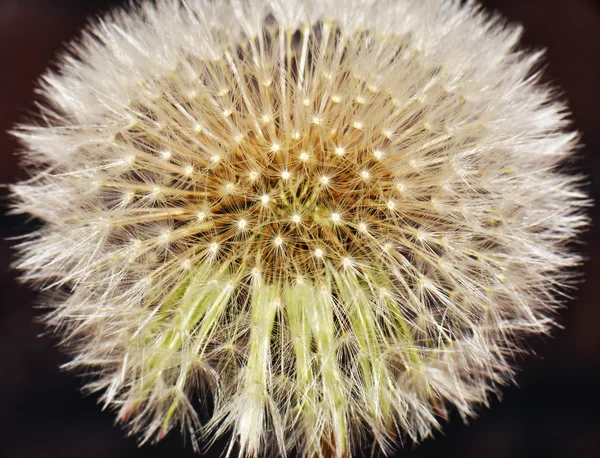 Linda flor de dente-de-leão de semeadura — Fotografia de Stock