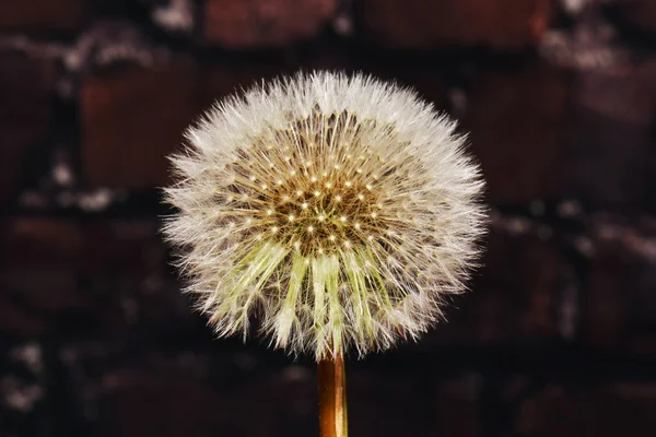 Linda flor de dente-de-leão de semeadura — Fotografia de Stock