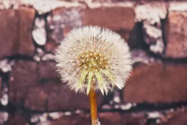 Linda flor de dente-de-leão de semeadura — Fotografia de Stock