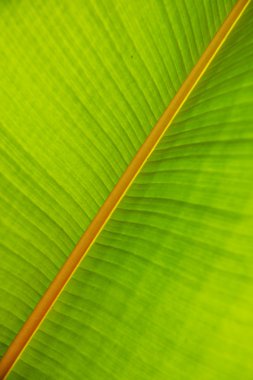 yeşil bir yaprağın dokusu