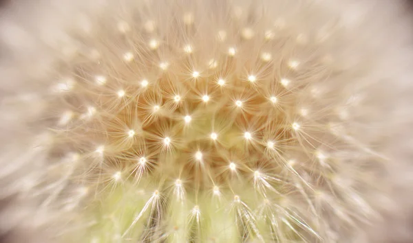 種まきタンポポの花が美しい — ストック写真