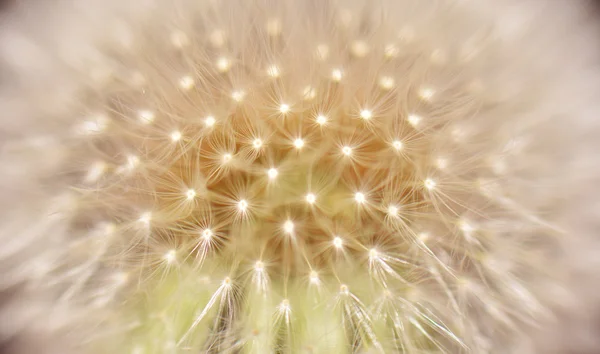 Bellissimo fiore di dente di leone semina — Foto Stock