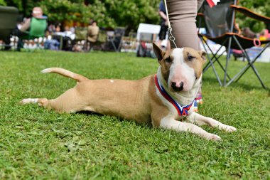 Çukur boğa köpek çim üzerinde yalan