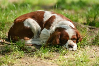 köpek çim üzerinde yalan