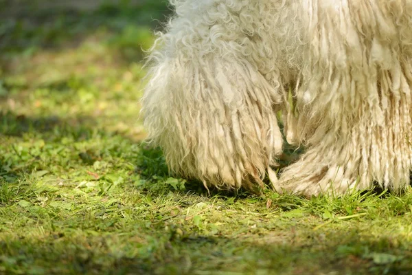 Komondor maďarský ovčácký pes — Stock fotografie