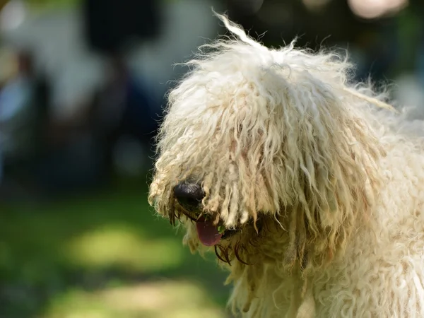 Komondor cão pastor húngaro — Fotografia de Stock