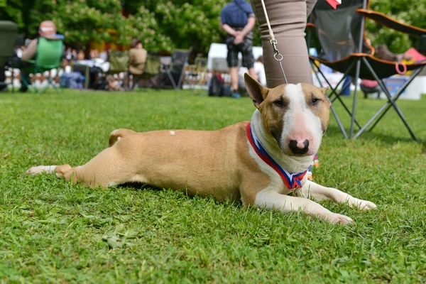 Pit bull pes ležící na trávě — Stock fotografie