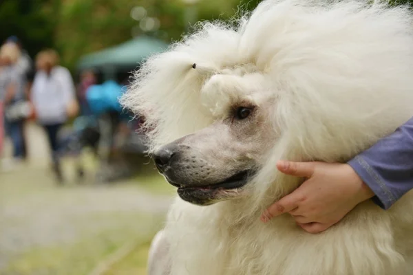 Perro de fideos adulto blanco — Foto de Stock