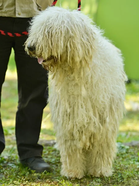Komondor cane da pastore ungherese — Foto Stock