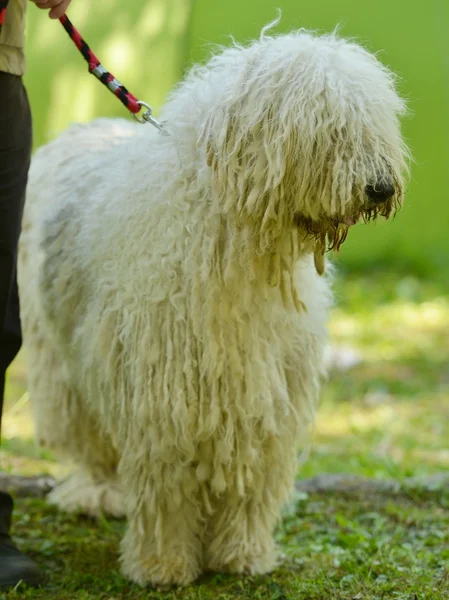 Komondor cão pastor húngaro — Fotografia de Stock